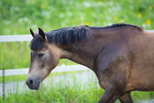 Pferd / Pony © Petra Fischer