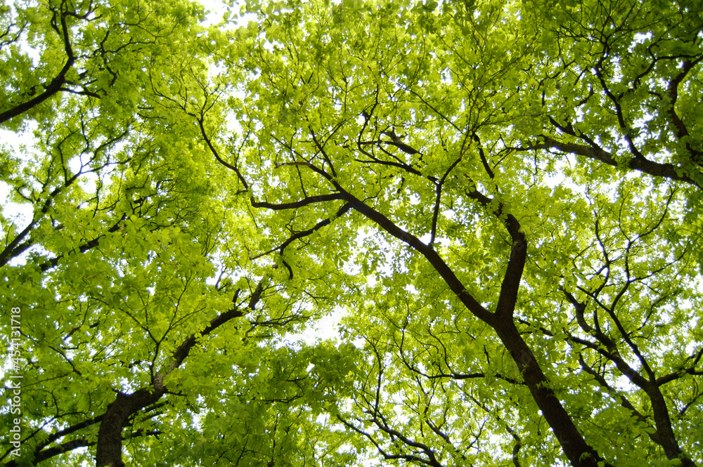 Fototapeta premium green leaves and sun