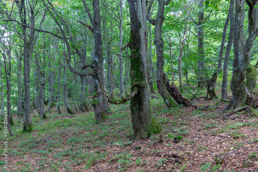 Beech forest is a unique forest landscape in the Carpathian mountains. Beech virgin forest is a unique forest ecosystem in Europe. Beech forest is a unique forest landscape in the Carpathian mountains. Beech virgin forest is a unique forest ecosystem in Europe.