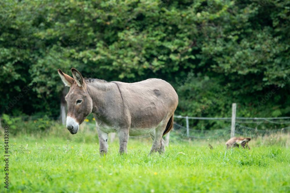 beautiful donkey with her foal hiding in the grass behind