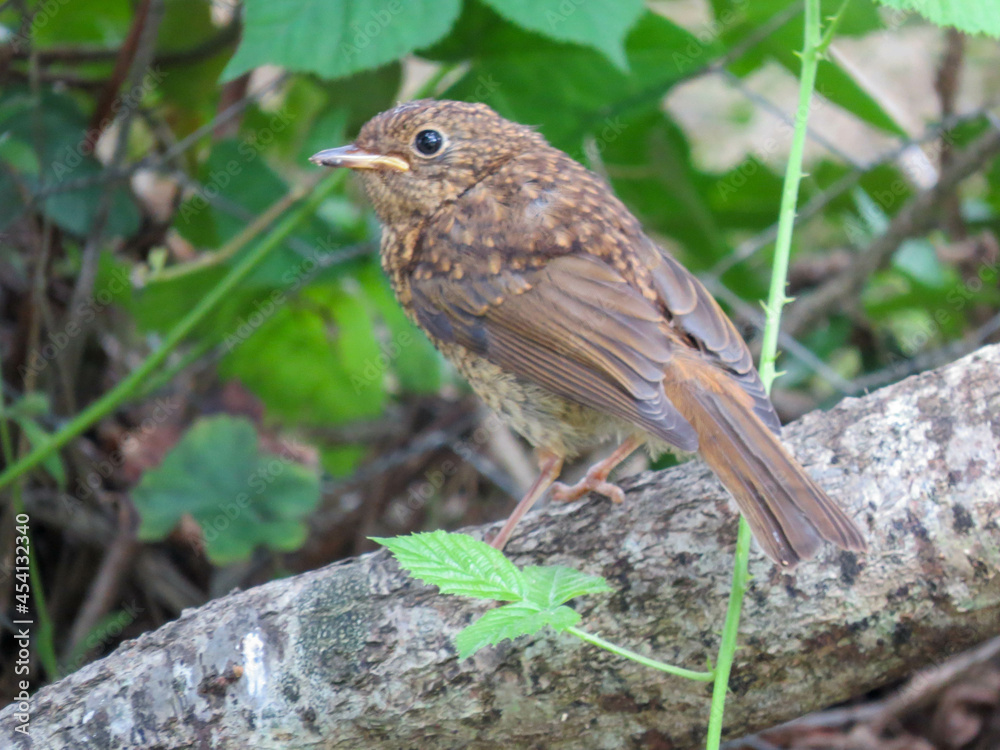 pretty baby robin perched in a branch