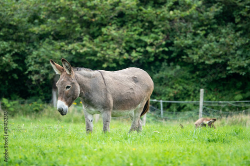 beautiful donkey with her foal hiding in the grass behind