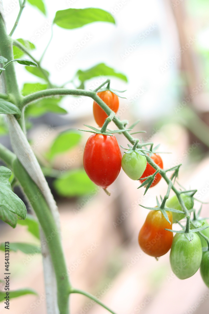 A branch of cherry tomatoes ripens in a greenhouse. Selective focus. Vertical photo. A branch of cherry tomatoes ripens in a greenhouse. Selective focus. Vertical photo.