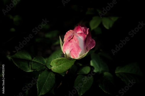 Rosa a medio abrir con p  talos rosas y blancos