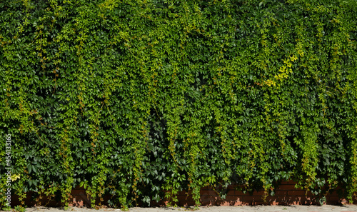 The texture of a viable green hedge. Wallpaper with green leaves. Hedge background. The hedge fence is taken in close-up