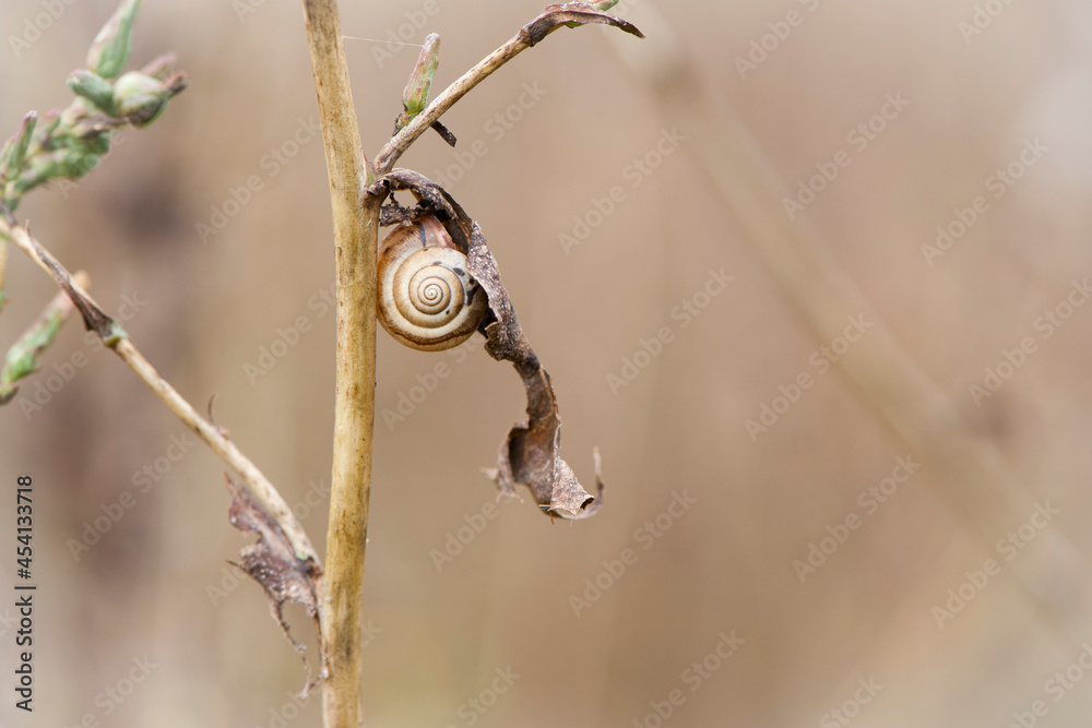 snail on dry plant. small spiral shell of snail on dried plant stem. Beautiful natural background. Macro shot of mollusc in the wild. Copy space. Strongly blurred autumn background. snail on dry plant. small spiral shell of snail on dried plant stem. Beautiful natural background. Macro shot of mollusc in the wild. Copy space. Strongly blurred autumn background.