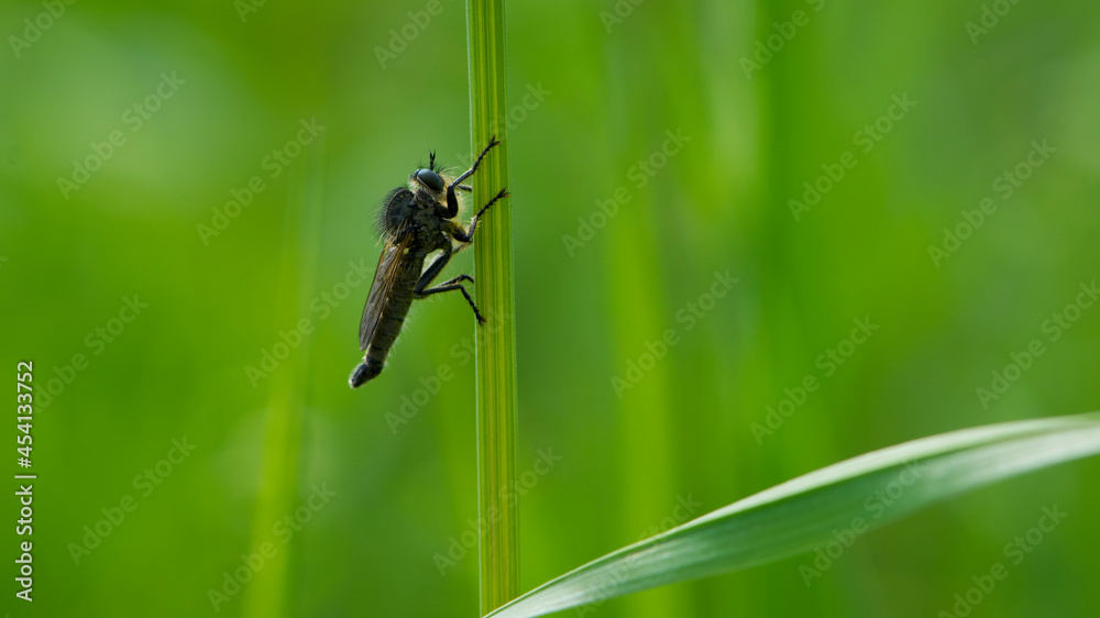 Tolmerus cingulatus. Robber fly, Asilidae, natural background. Machimus cingulatus. predator insect on green grass. macro nature. fly in the meadow, place for text Tolmerus cingulatus. Robber fly, Asilidae, natural background. Machimus cingulatus. predator insect on green grass. macro nature. fly in the meadow, place for text