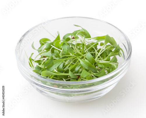 Micro greens coriander sprouts in glass bowl isolated on white background with clipping path