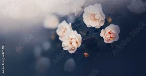 Delicate fragrant roses with white petals bloom among the dark leaves on a foggy summer evening. Nature.