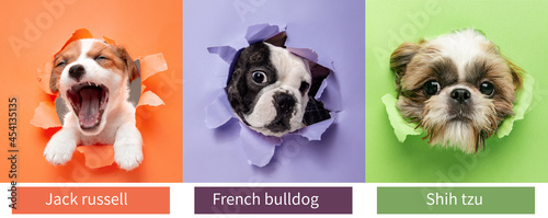 Three sweet little puppies of popular purebred dogs looking at camera isolated over colored torn background. Set of small animals with signs of breed names