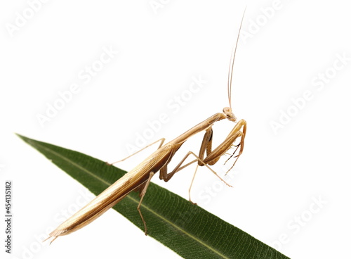 European mantis, mantis religiosa isolated on white background, subspecies - Mantis religiosa macedonica 