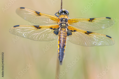 dragonfly on a branch © annickdc