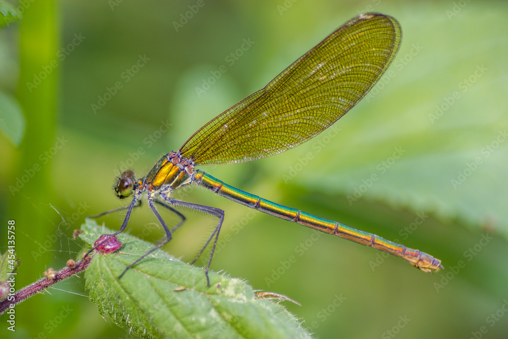 Dragonfly,Banded demoiselle (calopteryx splendens) close up in nature Dragonfly,Banded demoiselle (calopteryx splendens) close up in nature