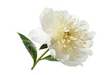Elegant peony flower with white petals and yellow stamens isolated on white background.