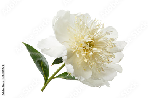 Fototapeta Naklejka Na Ścianę i Meble -  Elegant peony flower with white petals and yellow stamens isolated on white background.