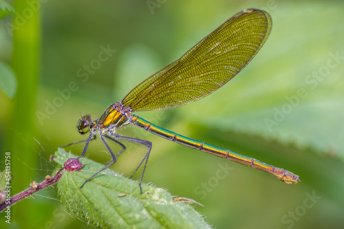 Dragonfly,Banded demoiselle (calopteryx splendens) close up in nature © annickdc