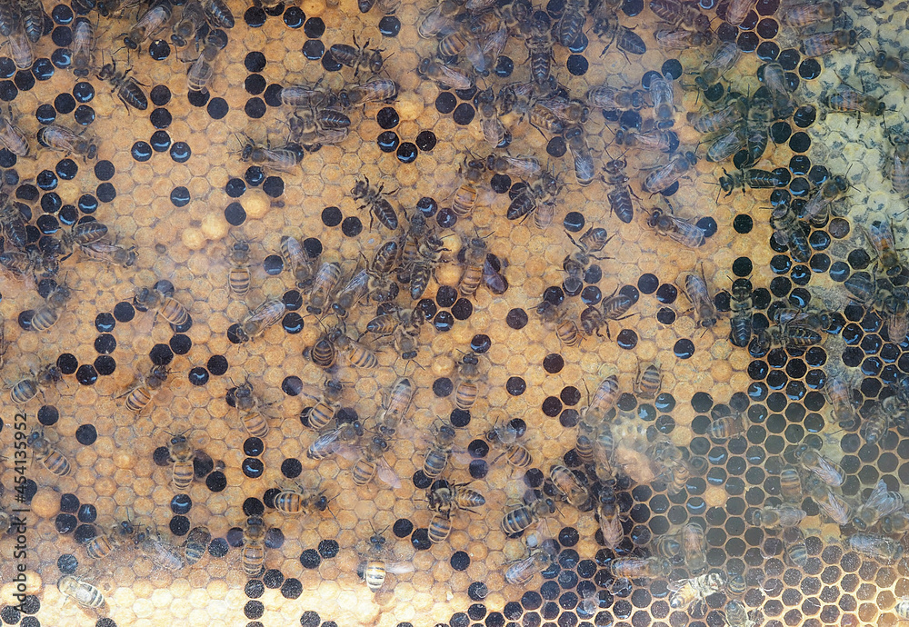 The work of bees on honeycombs in hives in the apiary. A honey-filled frame with honeycombs close-up, a view of worker bees on honey cells. Bee on honeycombs with slices of nectar in the cell. The work of bees on honeycombs in hives in the apiary. A honey-filled frame with honeycombs close-up, a view of worker bees on honey cells. Bee on honeycombs with slices of nectar in the cell.