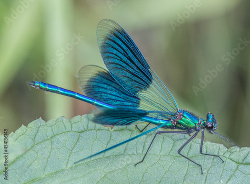 Dragonfly,Banded demoiselle (calopteryx splendens) close up in nature photo