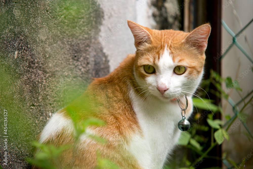 Feline looking to the left, cat looking to the left