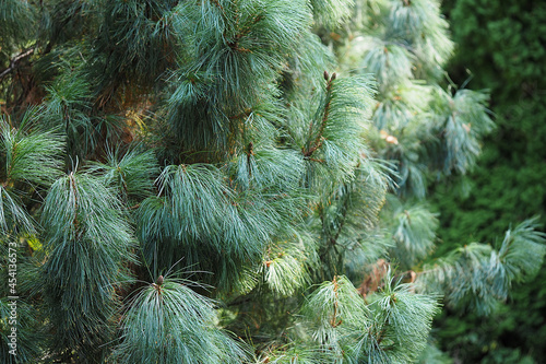 Beautiful cedar pine tree in the botanical garden.