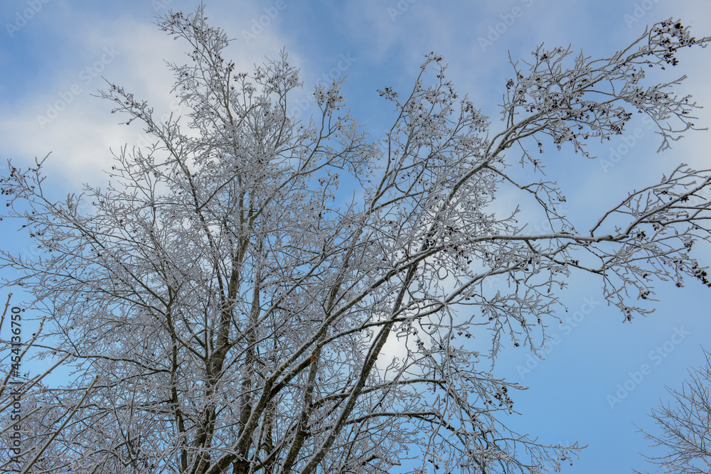 Winter landscape view at a tree of Engelberg in the Swiss alps Winter landscape view at a tree of Engelberg in the Swiss alps