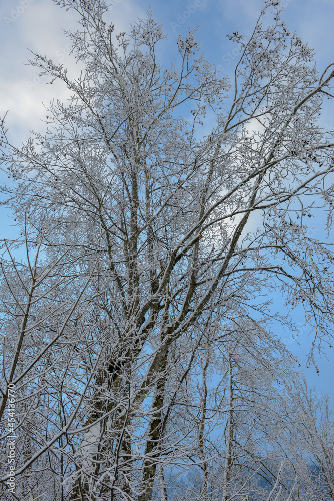 Winter landscape view at a tree of Engelberg in the Swiss alps Winter landscape view at a tree of Engelberg in the Swiss alps