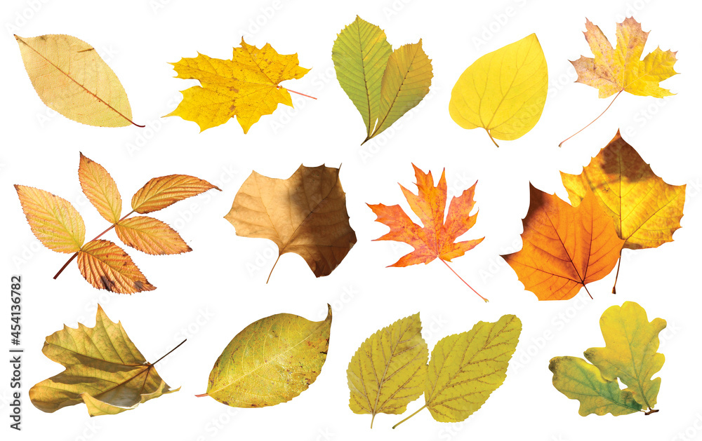 collection of autumn leaves isolated on a white background collection of autumn leaves isolated on a white background