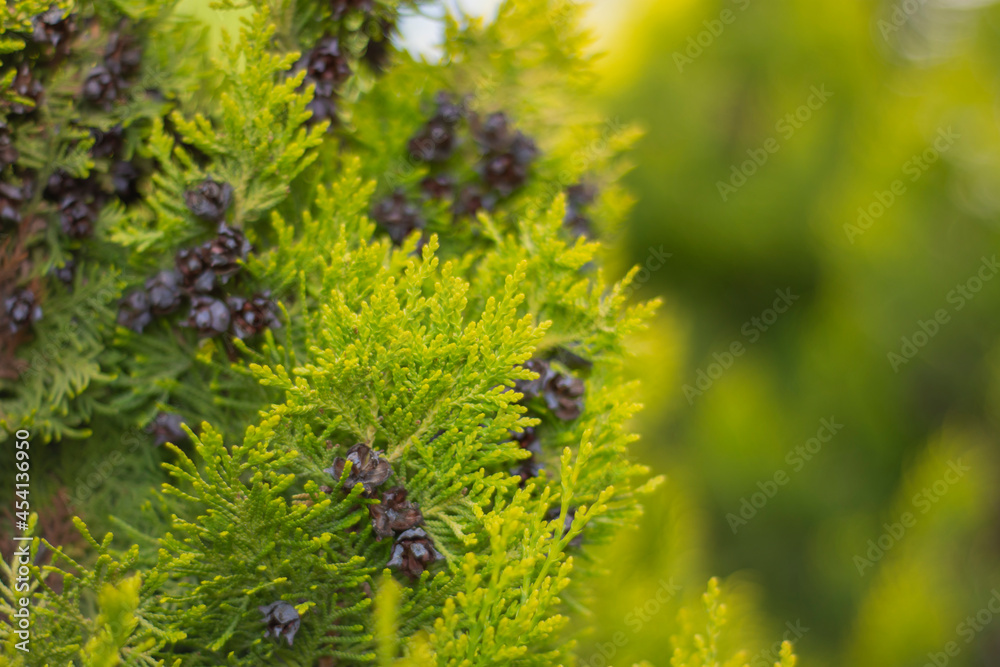 lemon cypress tree in the garden of the house, wet with rain. cupressus macrocarpa. lemon cypress tree in the garden of the house, wet with rain. cupressus macrocarpa.