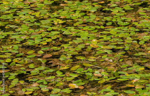 Fotografija Longroot smartweed (Persicaria amphibia) growing in the water