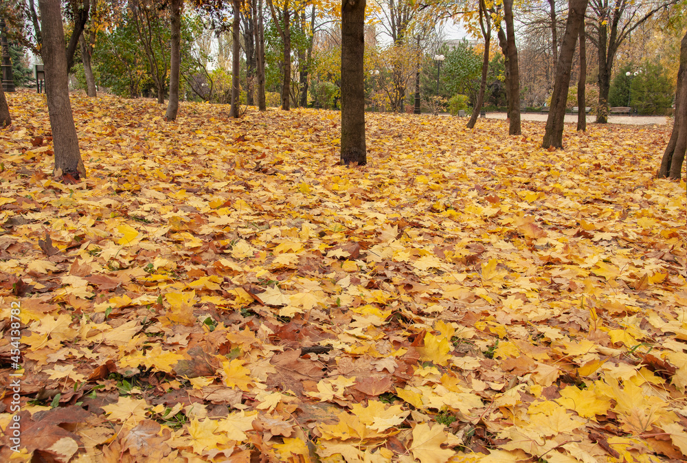 Beautiful multicolored, autumn leaves lie on the grass Beautiful multicolored, autumn leaves lie on the grass