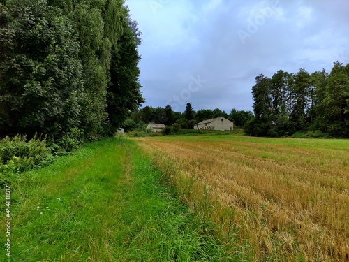 Village path with trees and crop field