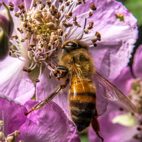 Schilderij op canvas une abeille sur la fleur d'un murier