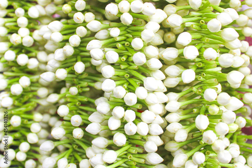 flowers on green background