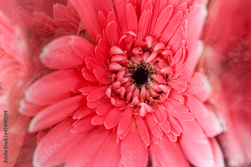 close up of gerbera flower 