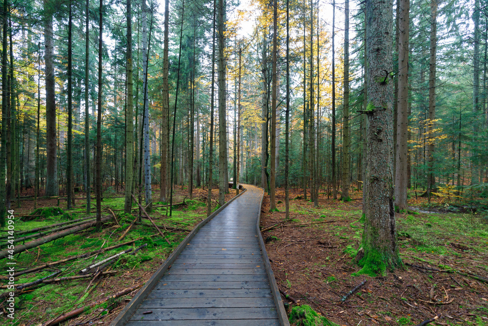 broad walk in the national park broad walk in the national park