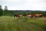 horses graze in the field