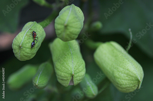 close up of flower buds with ants 