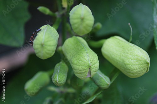 close up of flower buds with ants 