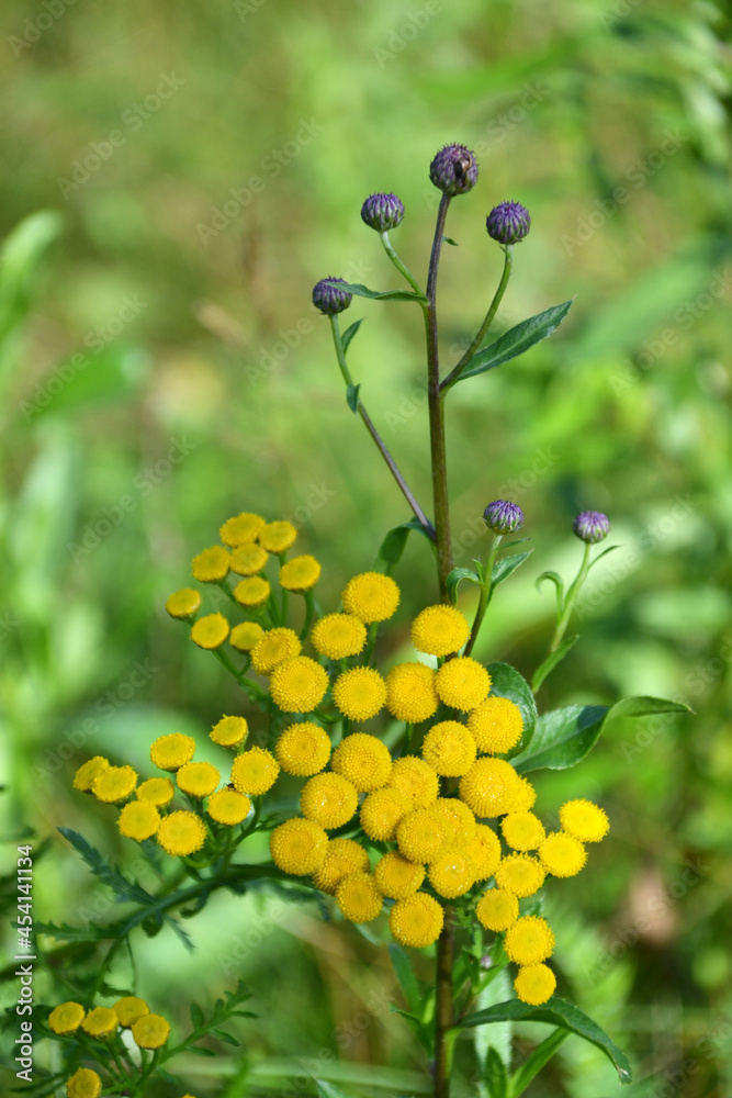 yellow tansy in a clearing on a sunny day