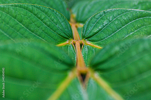 close up of leafy branch