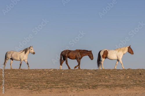 Wild Horses in Spring in the Utah Desert