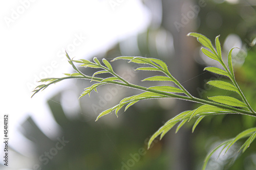green leaves on a branch