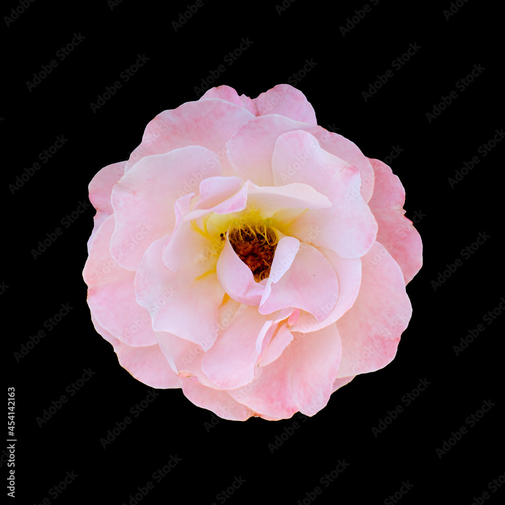 Cut out flower on isolated background with clipping path Cut out flower on isolated background with clipping path