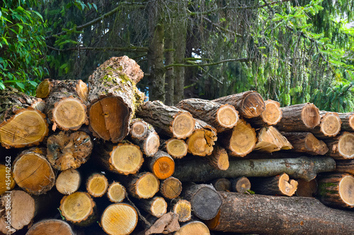 Wood pile in front of pine trees. Logs in the forest. Firewood for winter heating season.