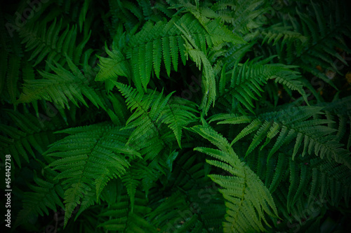 Green fern bush in the garden