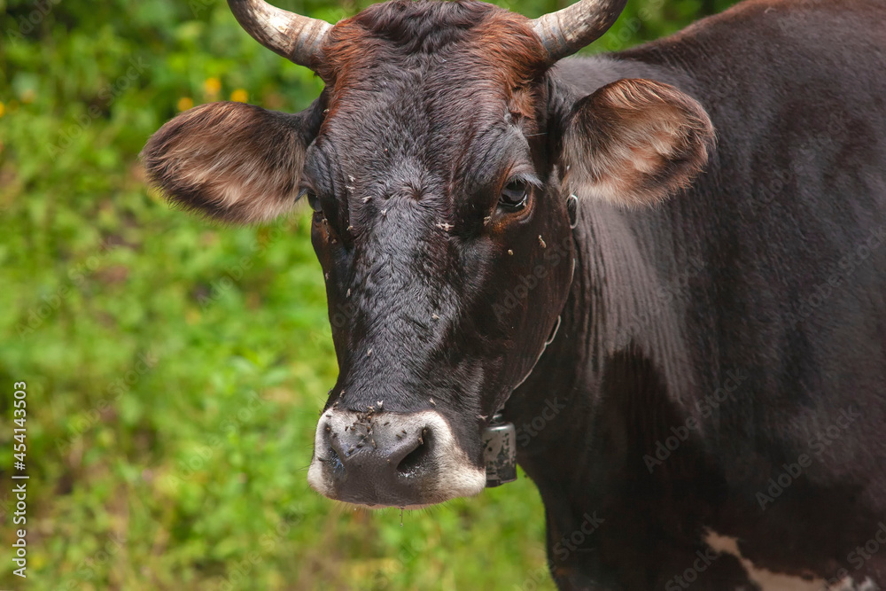 black cow on the background of a for