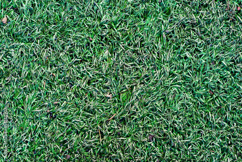 Texture of green grass, Texture of a grass matt, soccer field