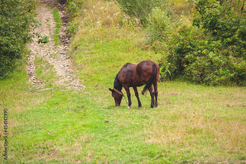 horse in a mountain village in a mountainous area