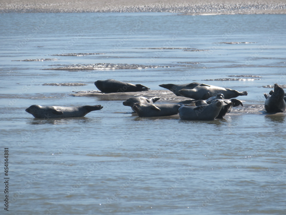 Fototapeta premium Phoques