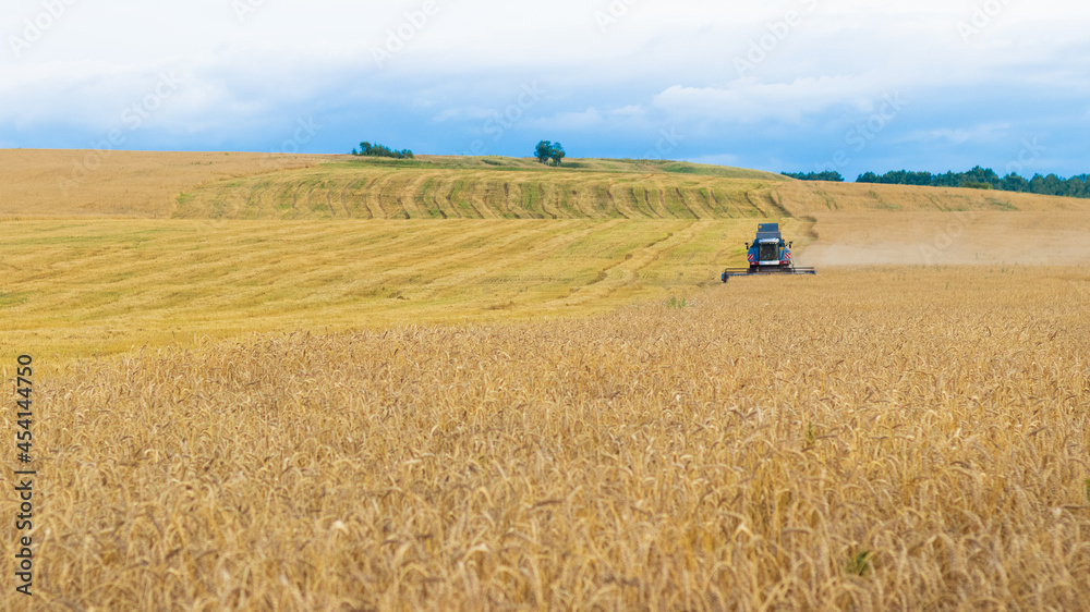 Combine harvester harvest ripe golden wheat in the field. Summer agricultural landscape. Harvesting on the farm and in the countryside